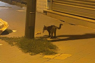 Iğdır’da kedinin fareyle 20 dakikalık oyunu kamerada