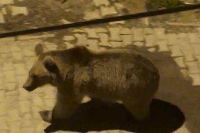 Kars’ta boz ayılar mahalle aralarında cirit attı: Biri gözcü, diğeri peşinden sallana sallana ilerledi