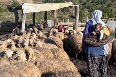 Konargöçer ailelerin ömrü yaylalarda geçiyor