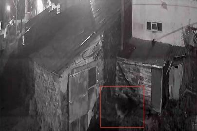 Köye inen kurt köpeğe saldırdı: O anlar güvenlik kamerasında