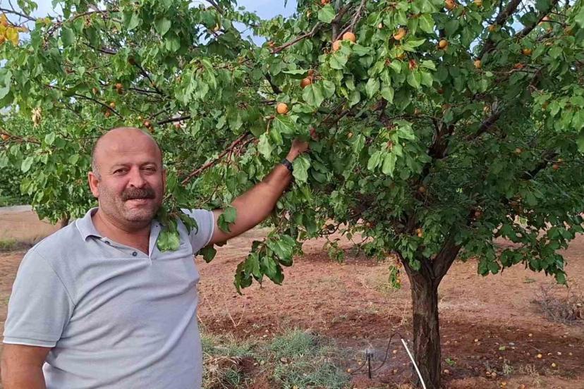 Malatya’da hasattan aylar sonra dalında kayısı bulunan ağaçlar şaşırtıyor