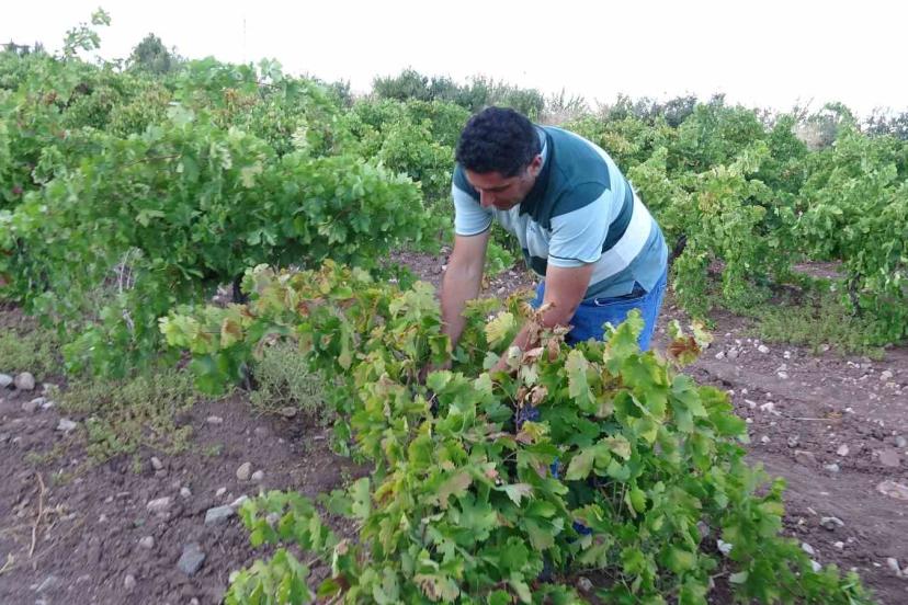 Malatya’da üzüm üreticisinin yüzü güldü