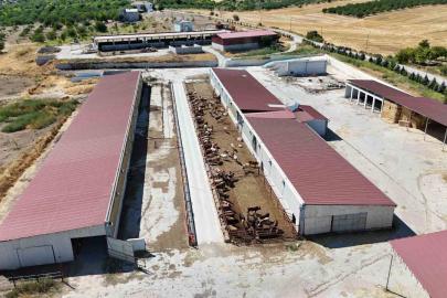 Malatya’dan Türkiye’ye damızlık düve desteği