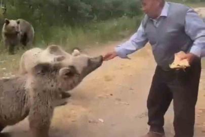 Nemrut’ta tehlikeli anlar: Boz ayıları elle besledi