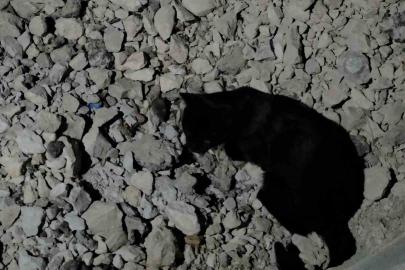 Van Gölü sahilinde sıra dışı anlar: Kedi yakaladığı fare ile saatlerce oynadı
