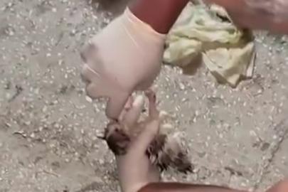 Vicdansızlığın bu kadarı pes dedirtti: Yavru kediler için mahalleli seferber oldu