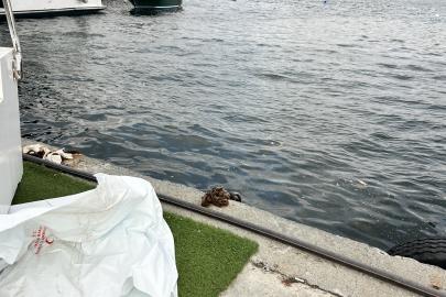 Fatih'te denizde erkek cesedi bulundu