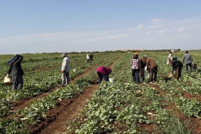 İşçiler günlük bin 300 TL alıyor. Toplandıktan sonra turşu yapılıyor