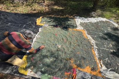 Meyvesi 300, yağı bin 200 liradan satılıyor. Çöğre olarak da bilinen gelir kaynağı
