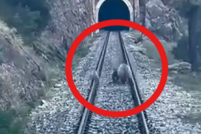 Sivas'ta tren yoluna ayılar çıktı
