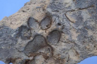 Tavşanlı Höyük kazılarında 4 bin yıllık pati izleri bulundu